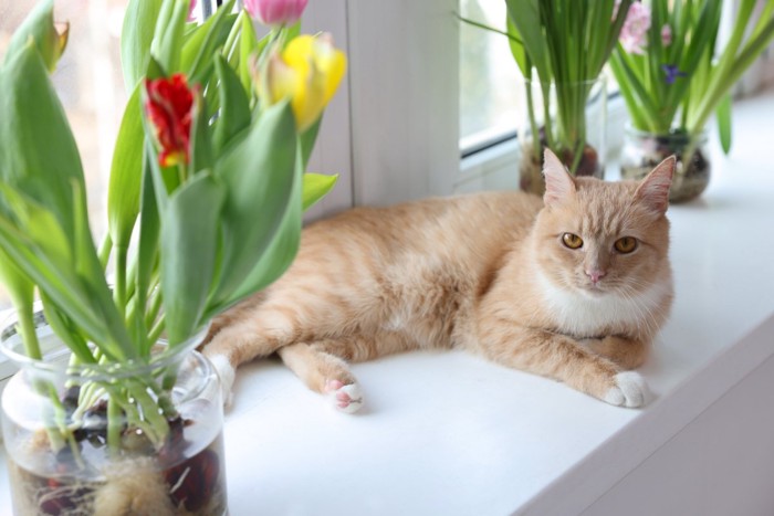花瓶の花を見る猫