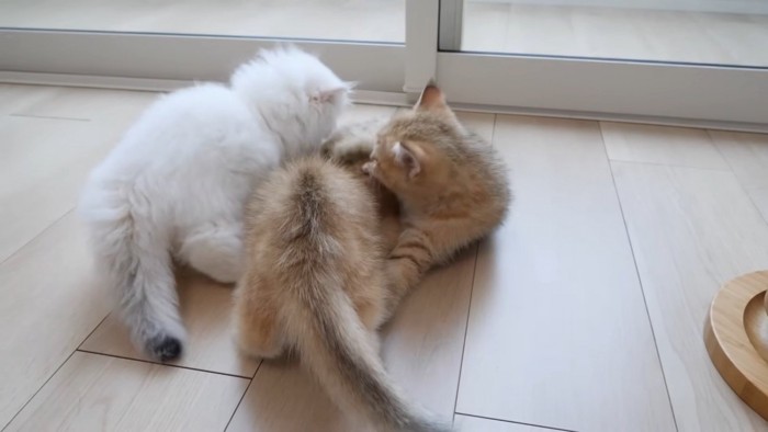 毛繕いする子猫を手で押さえようとする子猫