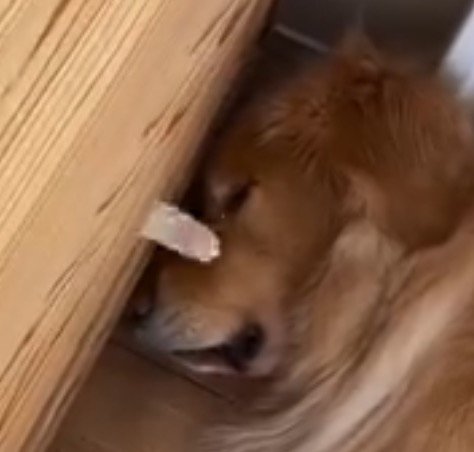 壁から出された猫の前足