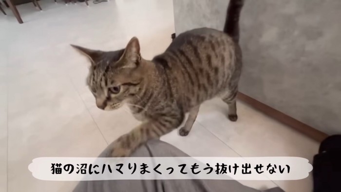 テロップ「猫の沼に~」