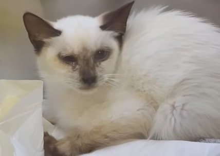 シートの上で伏せる猫