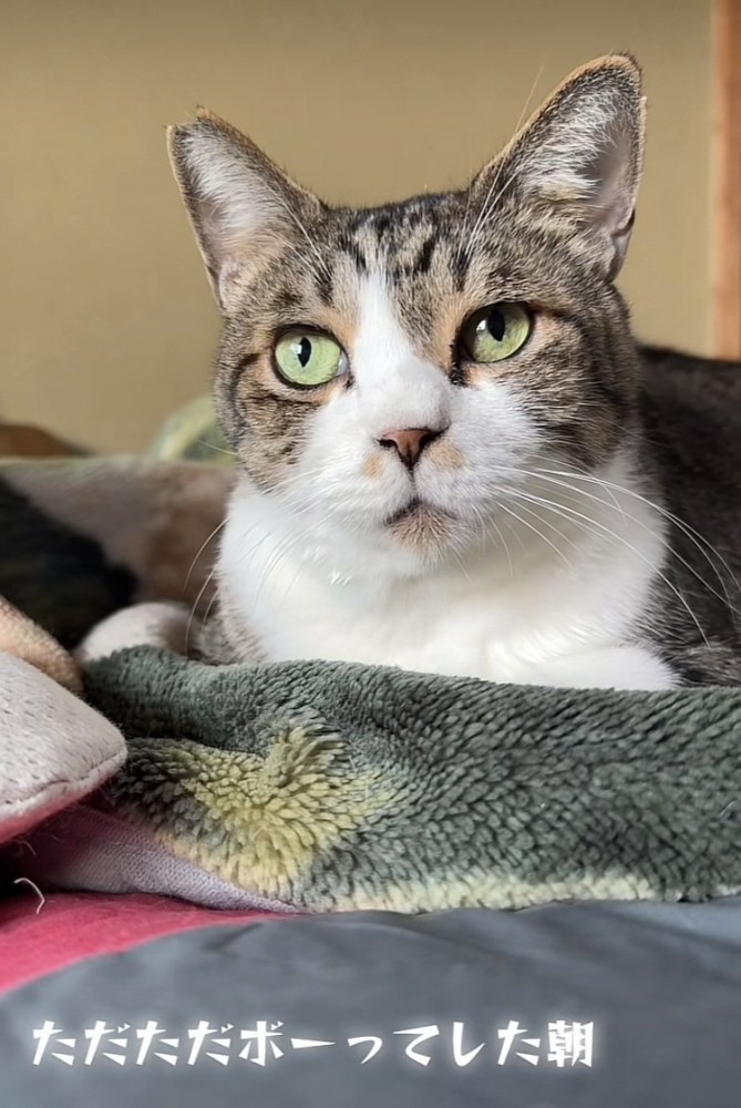 布団の上でくつろぐキジ白猫