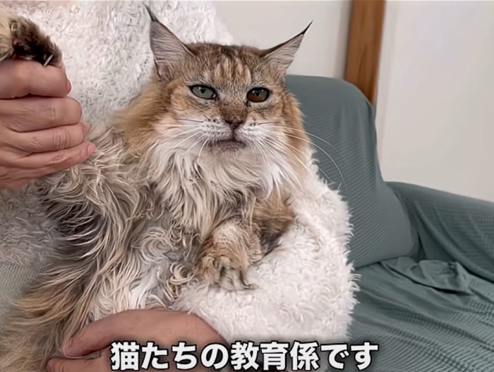 ふさふさの毛の猫