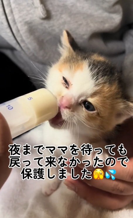 ミルクを飲む三毛の子猫