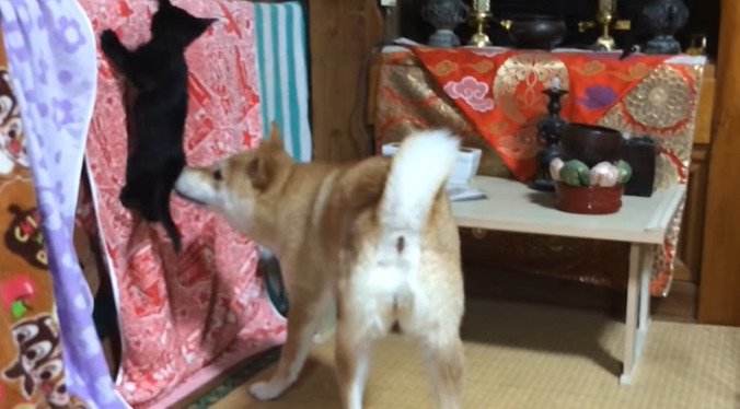 子猫のおしりに鼻を近づける犬