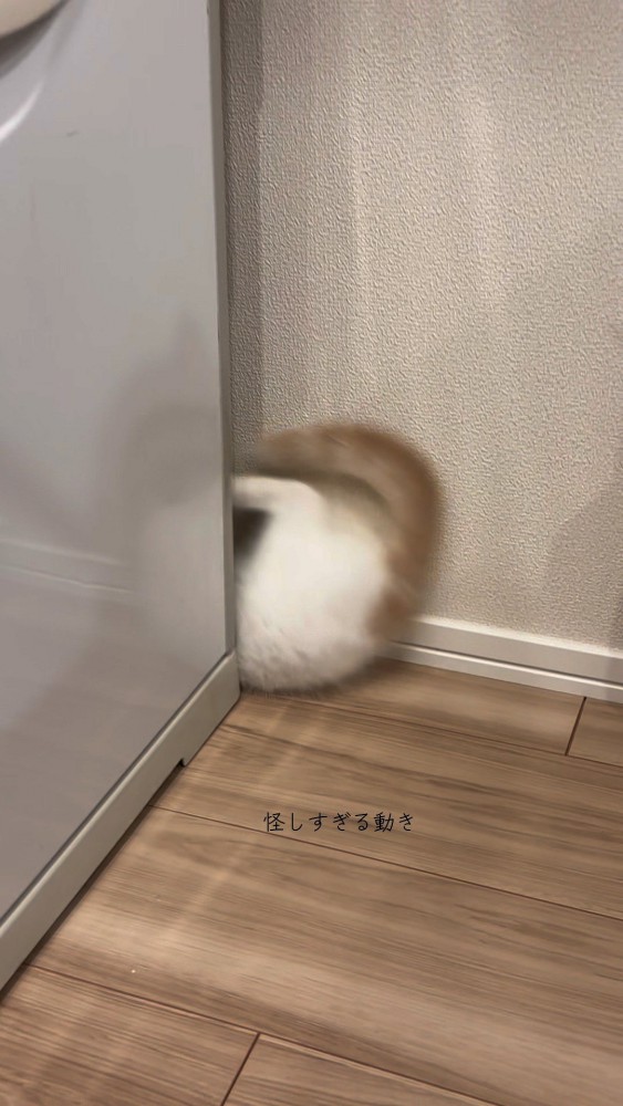 顔ではなくお尻から転んで登場してしまったおもちちゃん