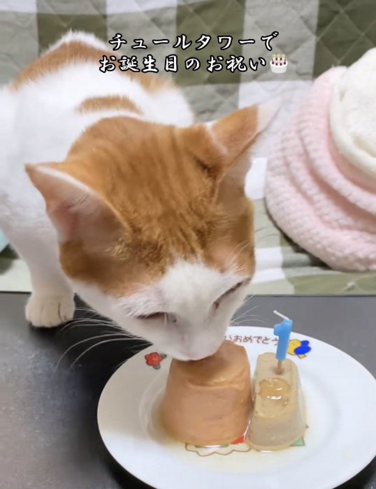 猫用おやつを食べる茶白猫