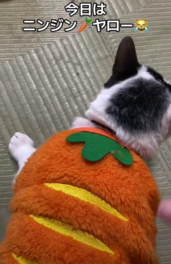にんじんを着ているハリーくん