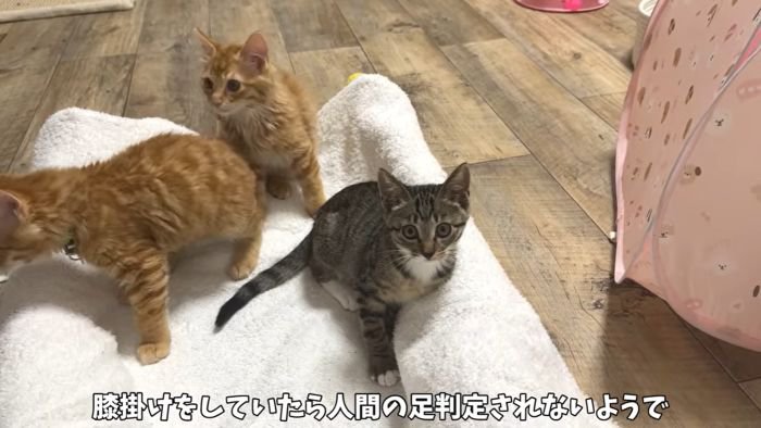 遊ぶ子猫たち