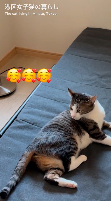 男の子がいる方を見つめる猫