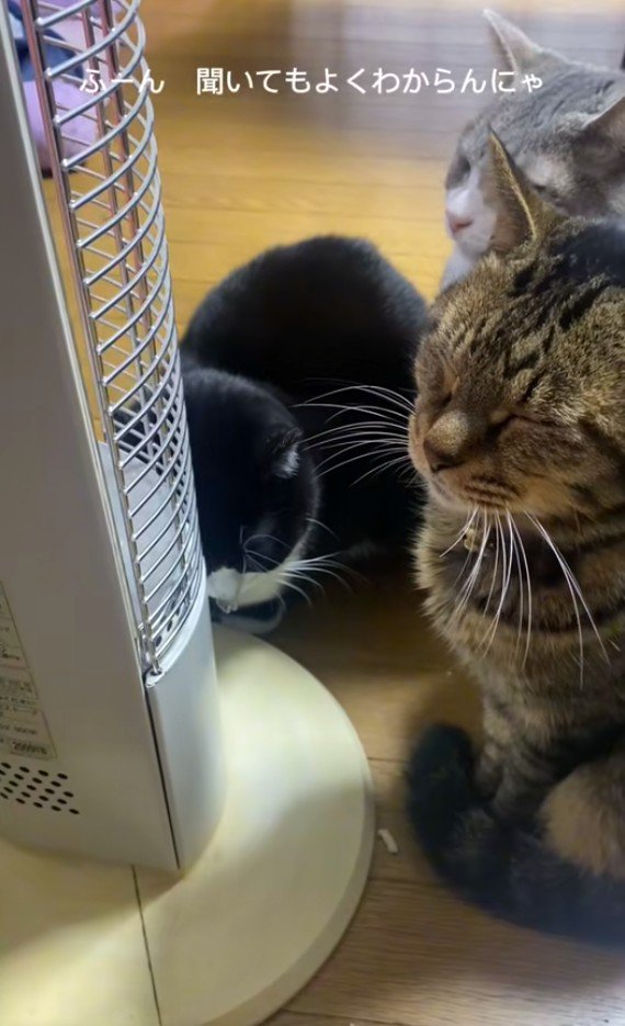 集まっている3匹の猫