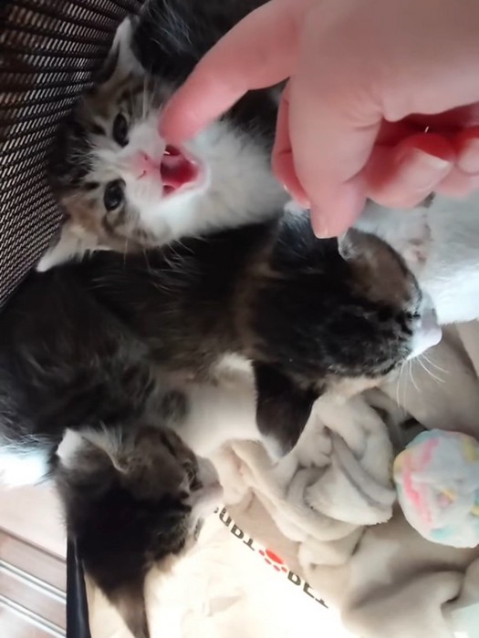 上を見て威嚇する子猫