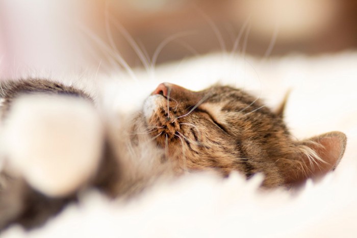 ぐっすり眠る猫