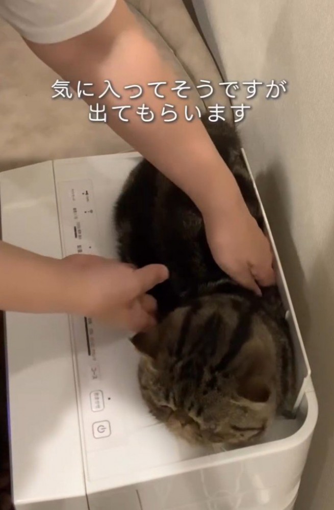 持ち上げられる猫1