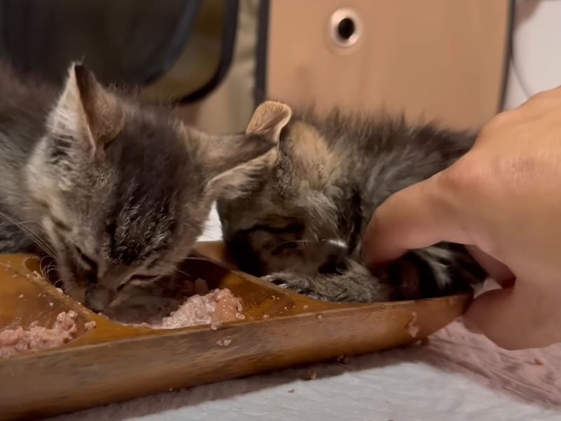 ご飯を食べる子猫