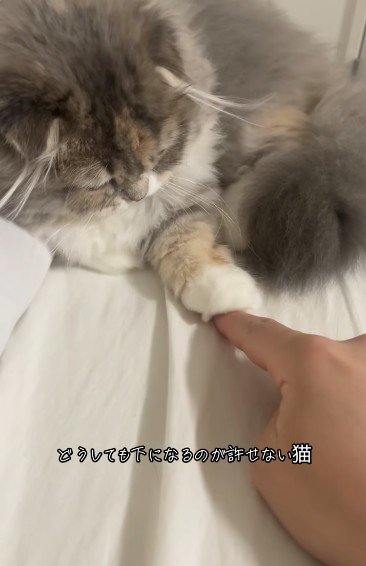 人の指を触っている猫