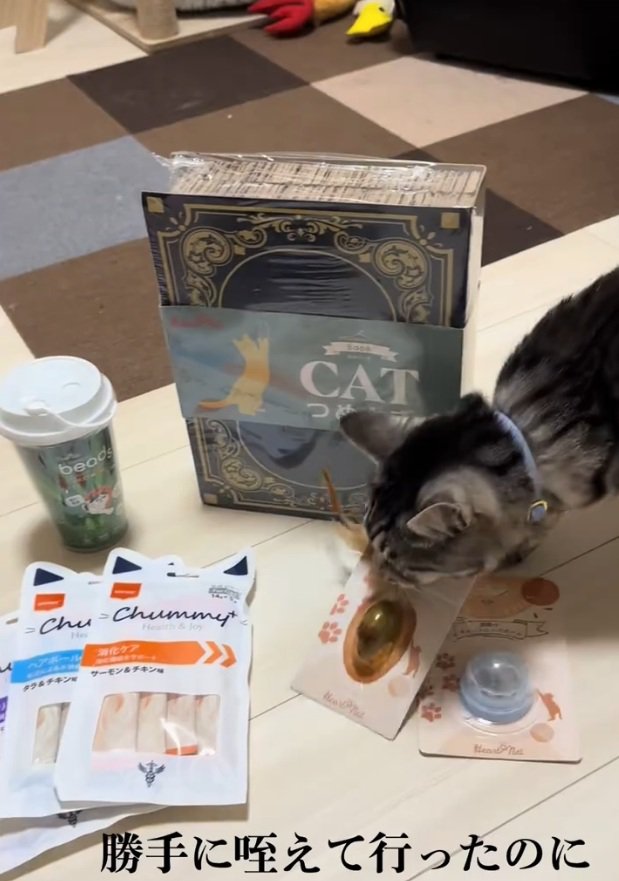 出しすぎちゃった猫 おもちゃを持って行った猫→前が見えなくなって…『可愛すぎる瞬間』