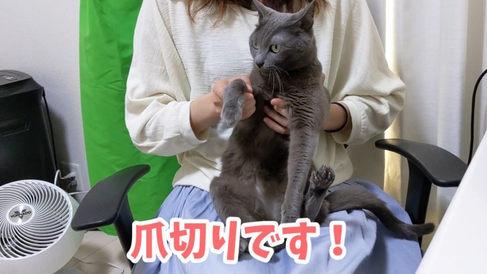 前足を持たれるグレーの猫