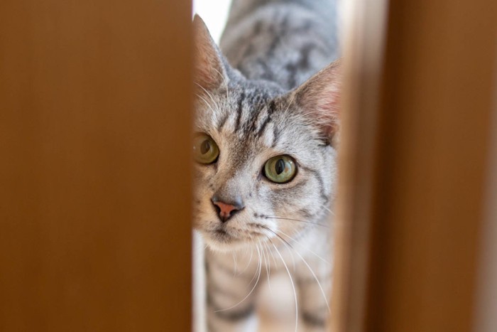 ドアの隙間からのぞき込む猫