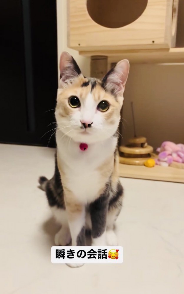 床に座る三毛猫