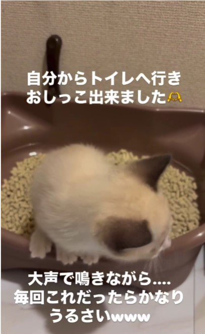 トイレの縁に立つ猫%％立派な家猫になってね