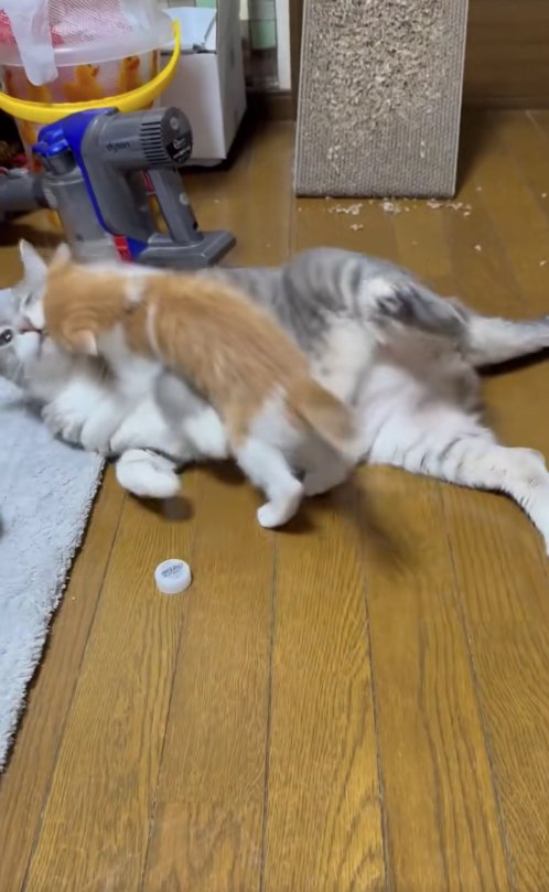 子猫に乗られて左目を瞑っているサバトラ