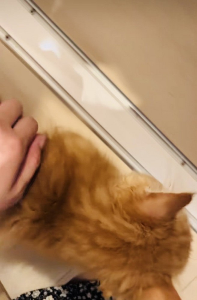 ママに体を撫でられるミヌエット