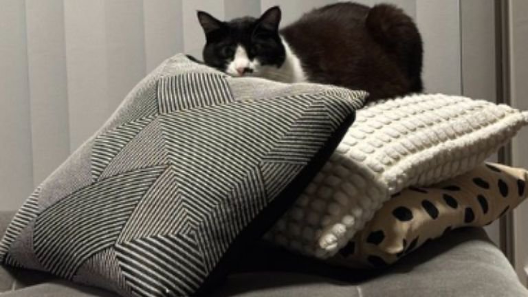 クッションに乗る猫