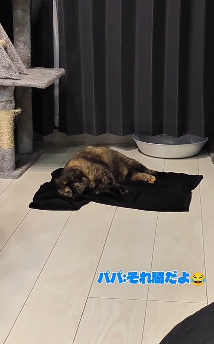 頬をTシャツにつけて横になるうにちゃん