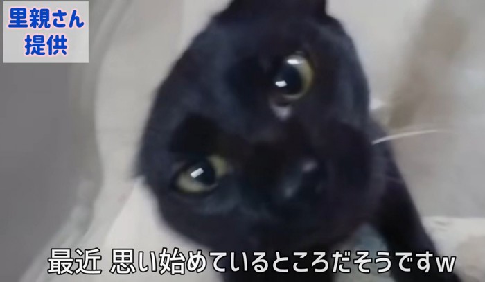 黒猫のアップ