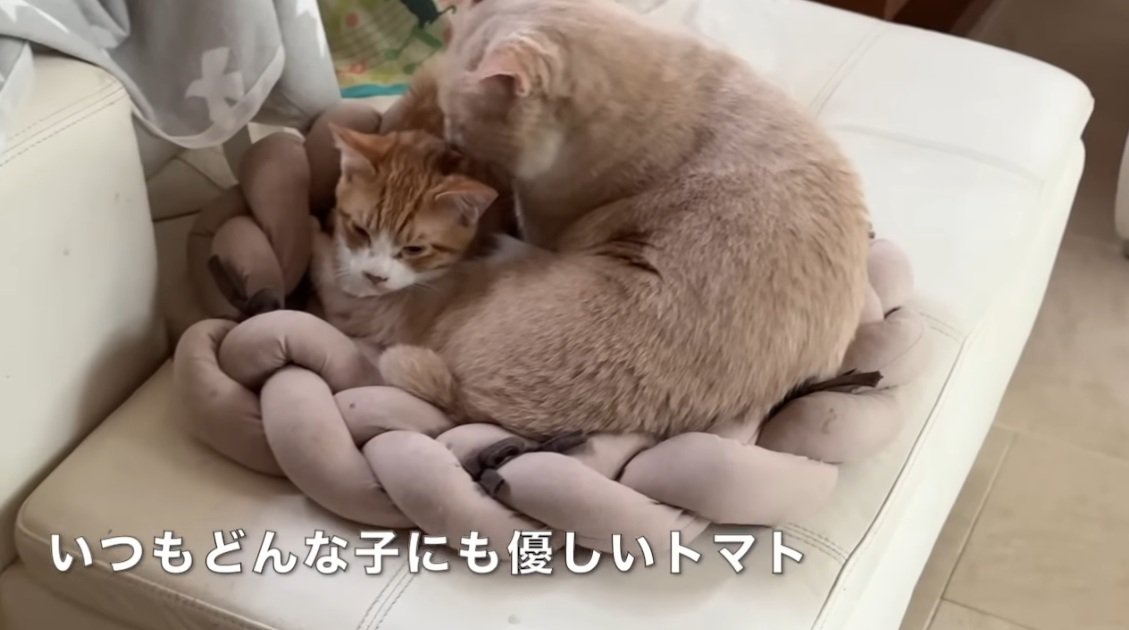 他の猫の毛づくろいをする茶トラ猫