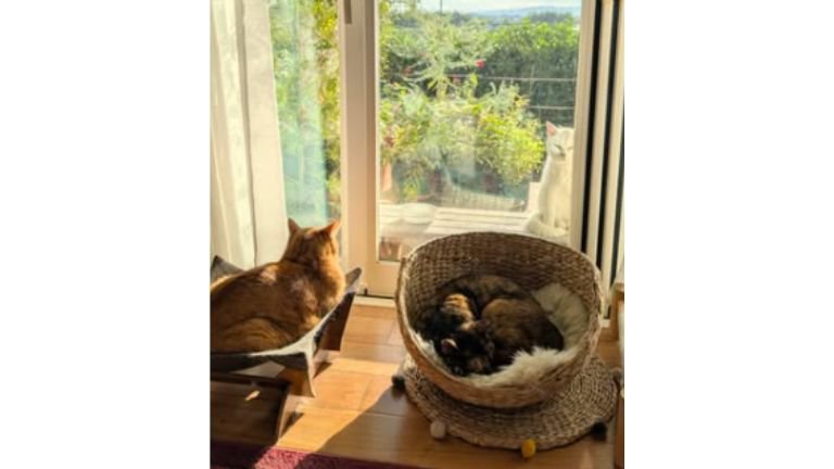 窓際にいる猫たち