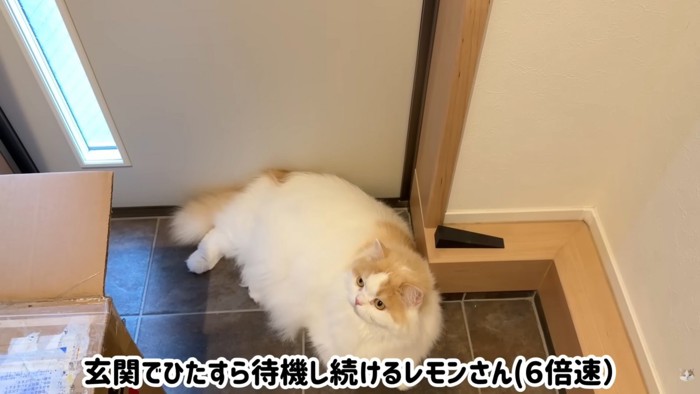 テロップ「玄関でひたすら～」