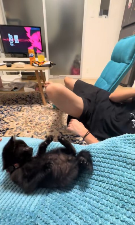 ひっくり返ったまま顔だけ起こして飼い主を見つめる子猫(ヒキ)