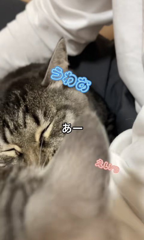 膝の上で目を瞑っている猫と子猫の後頭部