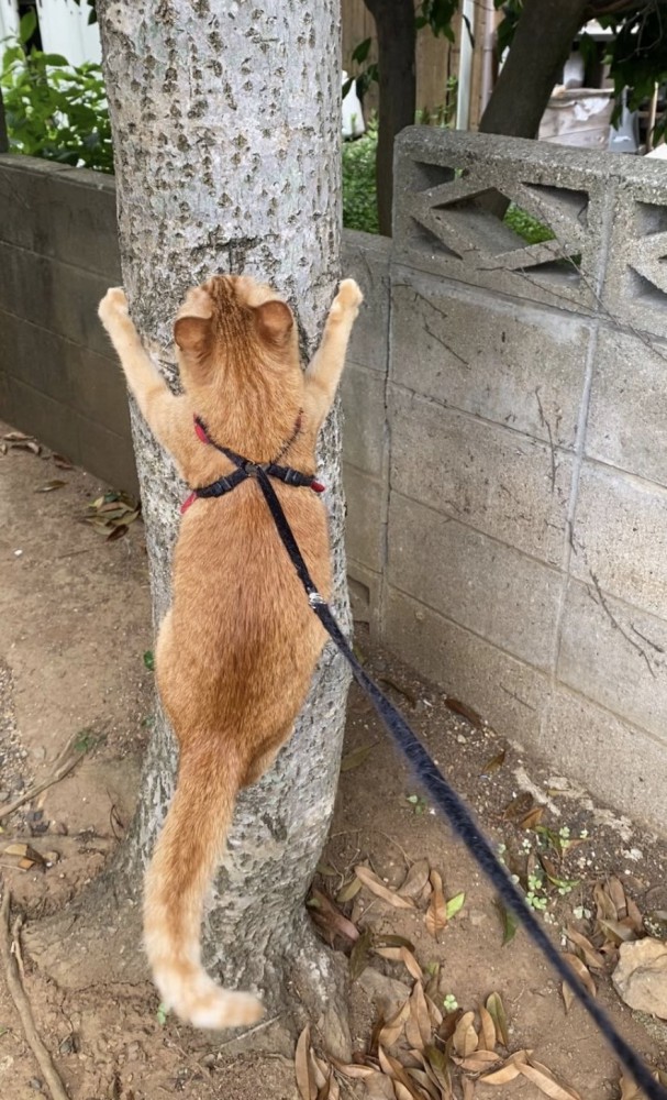 木にしがみつく猫