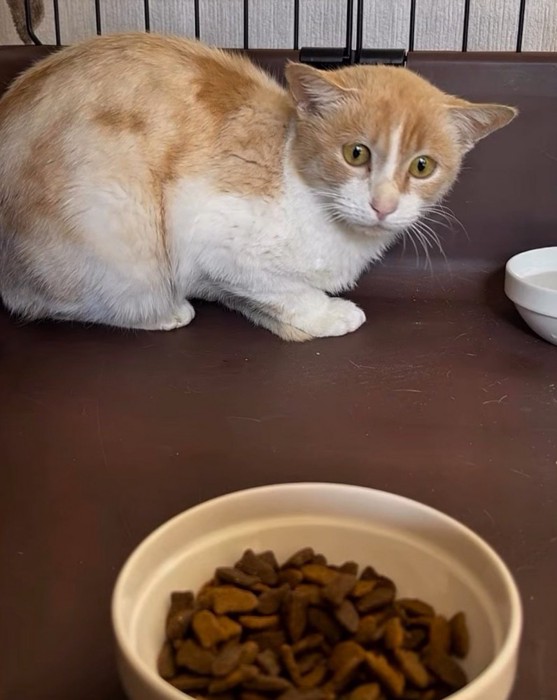 飼い主が持ってきたごはんを見て警戒した顔をする猫