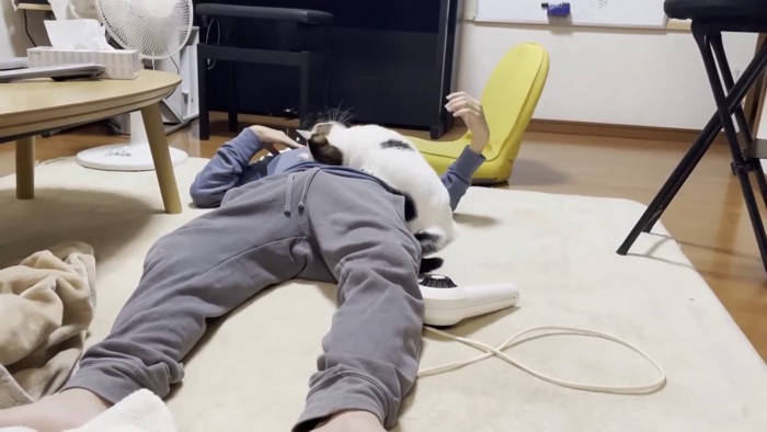 人のお腹にスリスリする猫