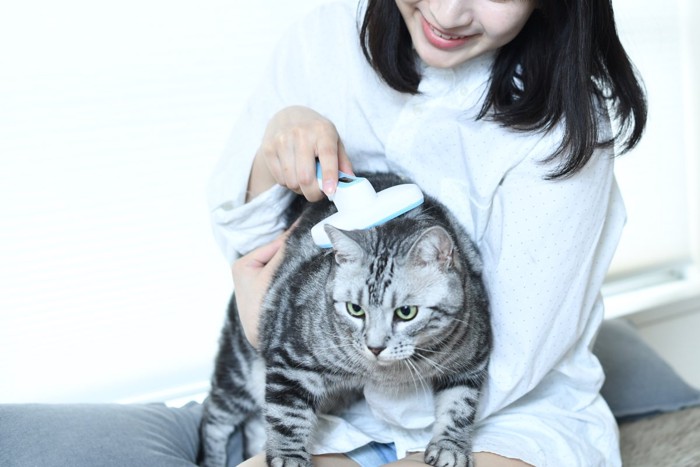 ブラッシングをしてもらう猫