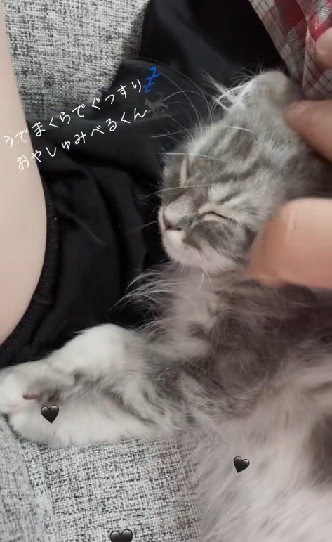 人の腕枕で寝る猫