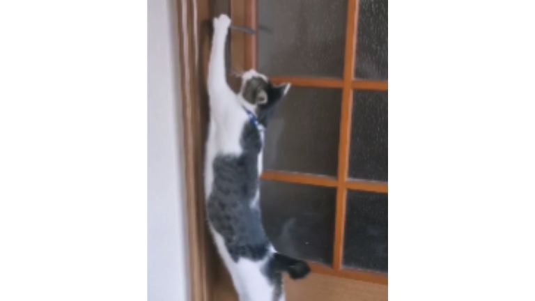 ドアを開ける猫