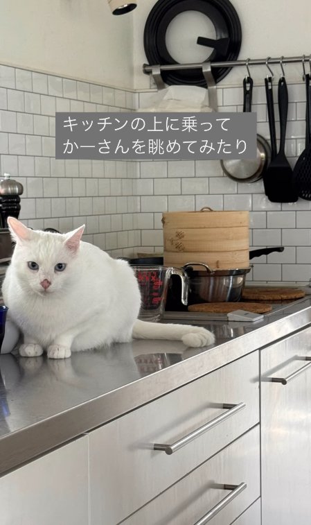 キッチンに乗ってカメラを見つめる猫