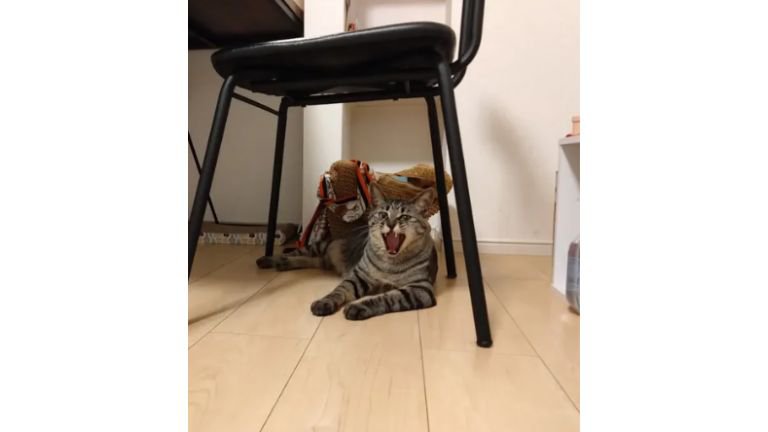 室内にいる猫