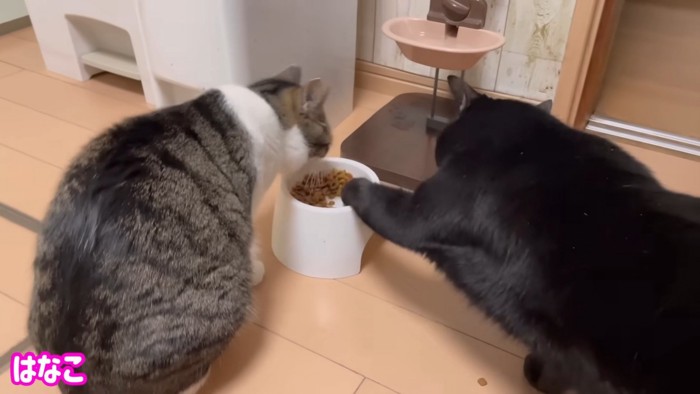 はなこちゃんのお皿に手をいれるすみおくん