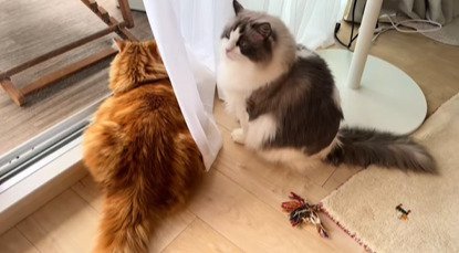 窓の外を見る2匹の猫