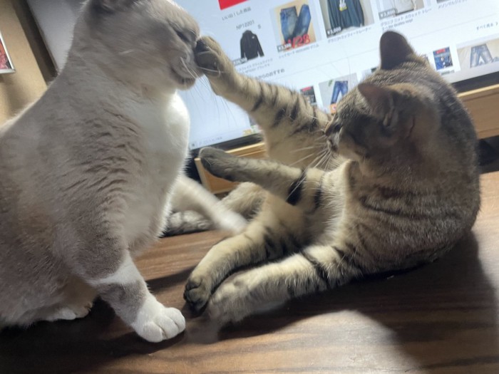 じゃれる2匹の猫