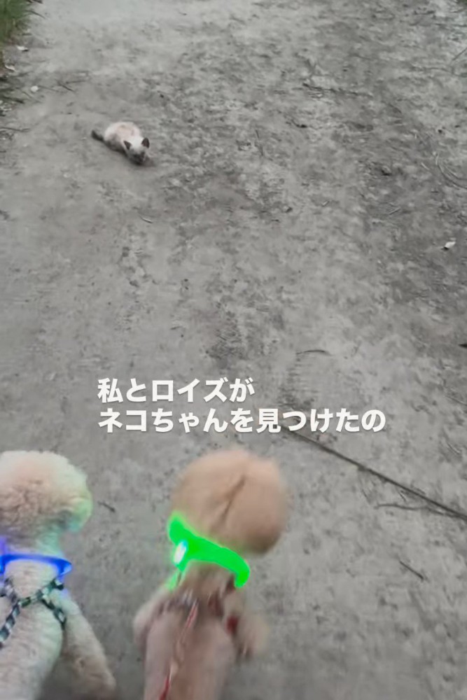 道にいる子猫と散歩中の犬