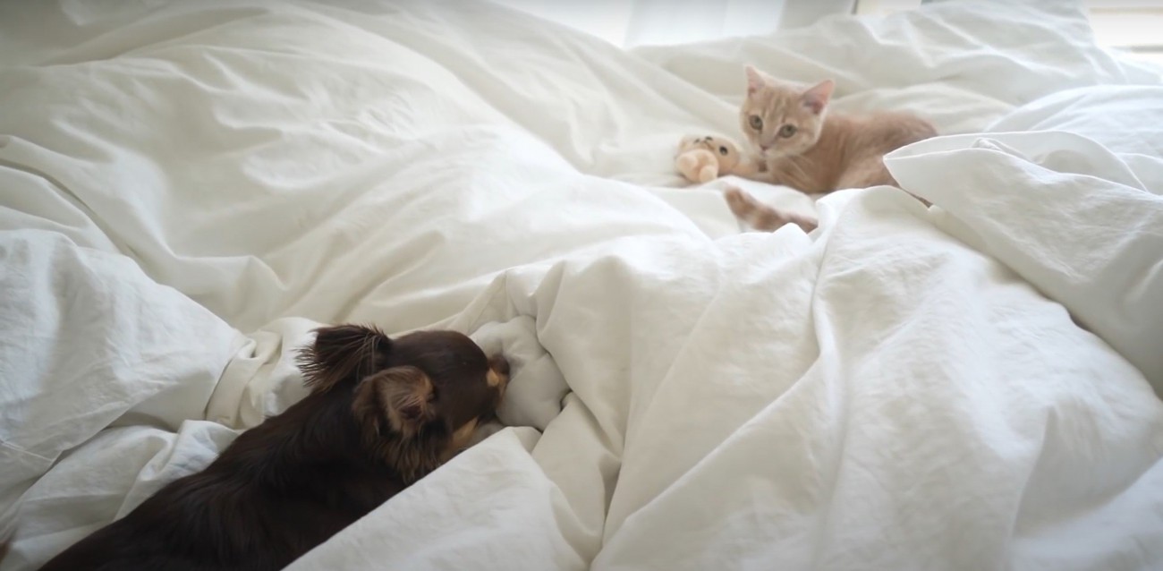 布団の上でおもちゃで遊ぶ犬と猫