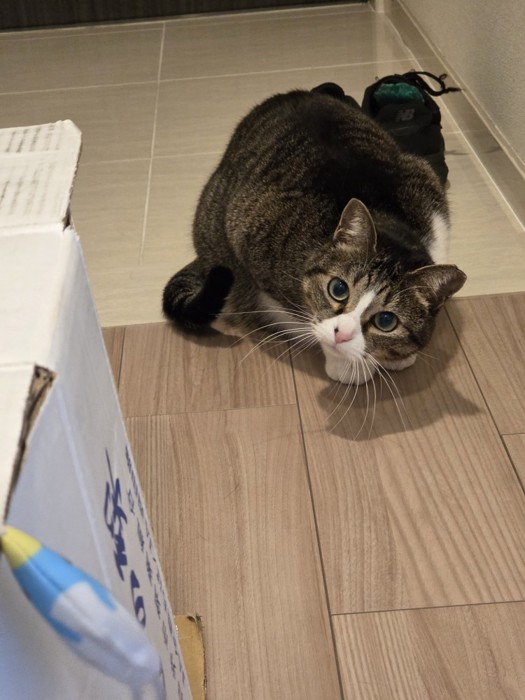 上目遣いで飼い主の様子をうかがう猫