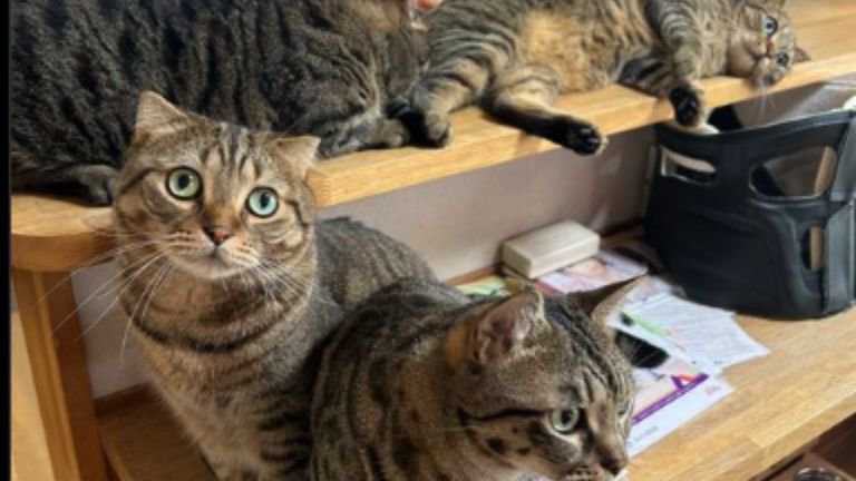 室内にいるキジトラ猫たち